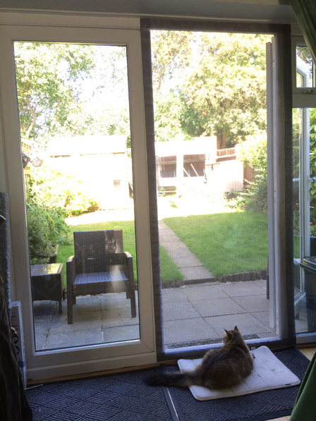Flat Cats protecting windows in Hertfordshire